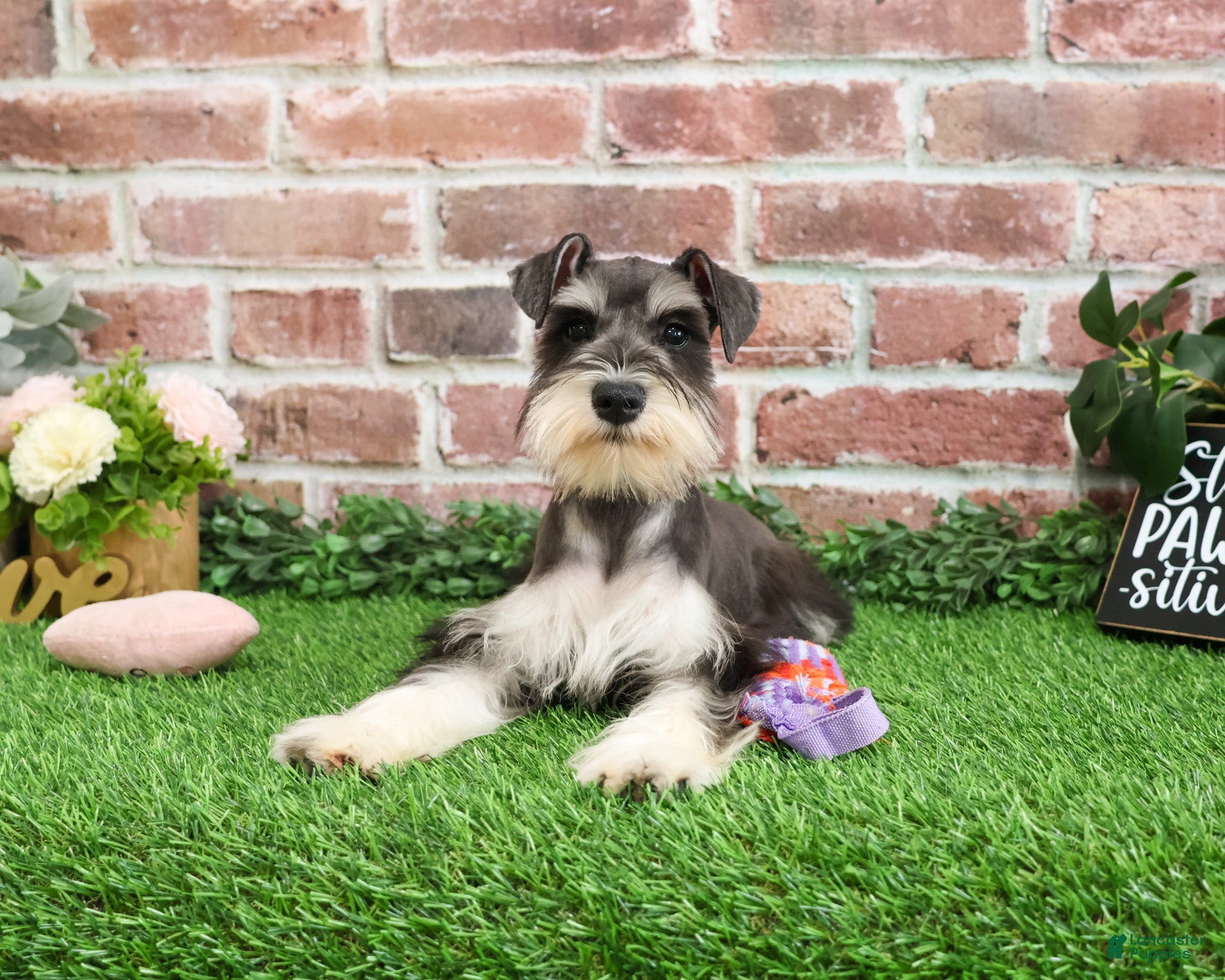 Miniature Schnauzer dogs Maureen  - Ad 36
