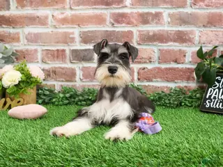 Miniature Schnauzer dogs Maureen - Ad 30