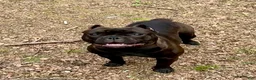 American Bully dogs for sale: American Bully 1 - Ad 1