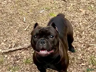 American Bully dogs American Bully 1 - Ad 1