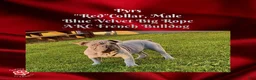 French Bulldog dogs for sale: Pyrs “Red”Collar, Male - Ad 2