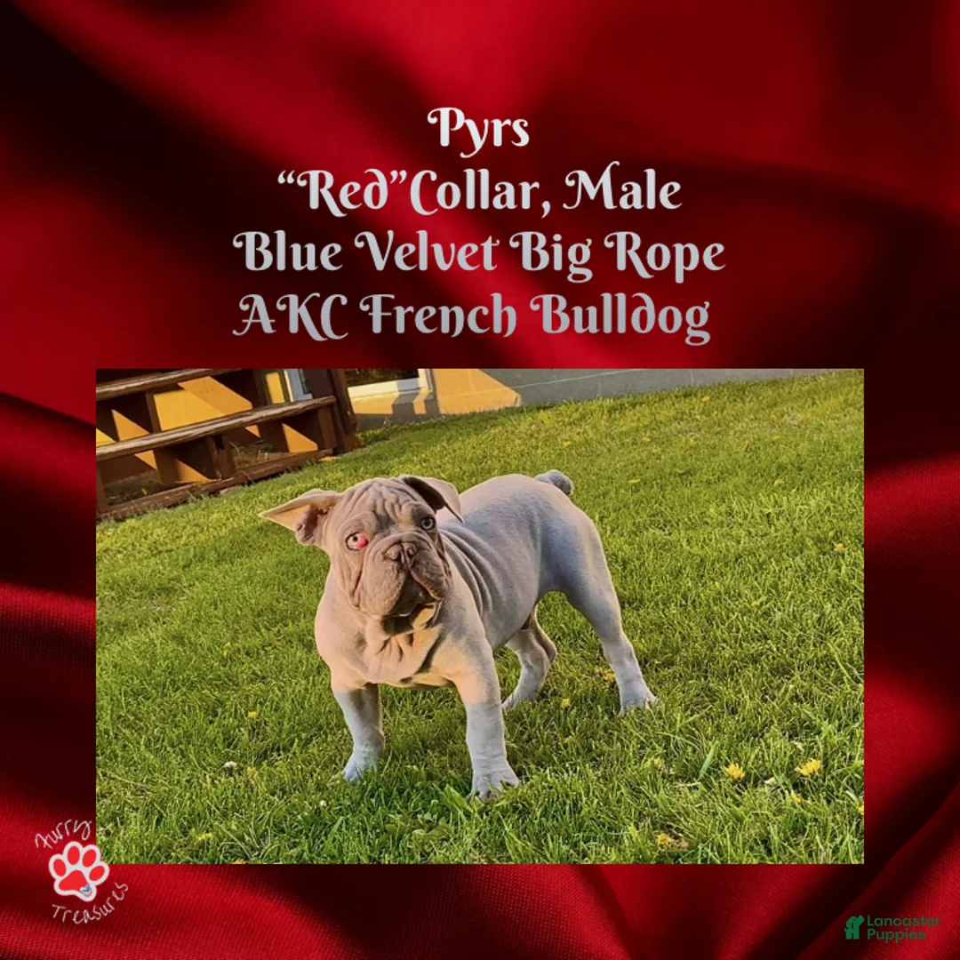 French Bulldog dogs for sale: Pyrs “Red”Collar, Male - Ad 2