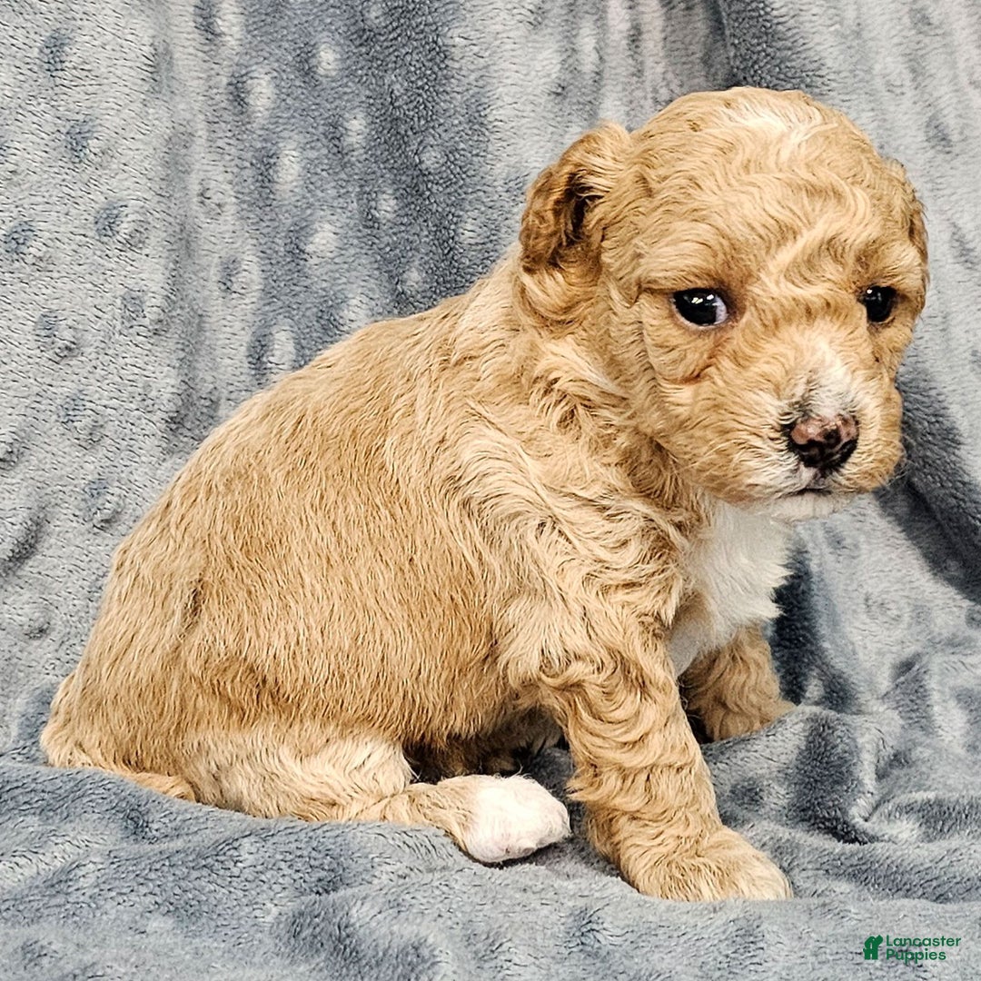 Standard Poodle dogs for sale: Cloud - Ad 4