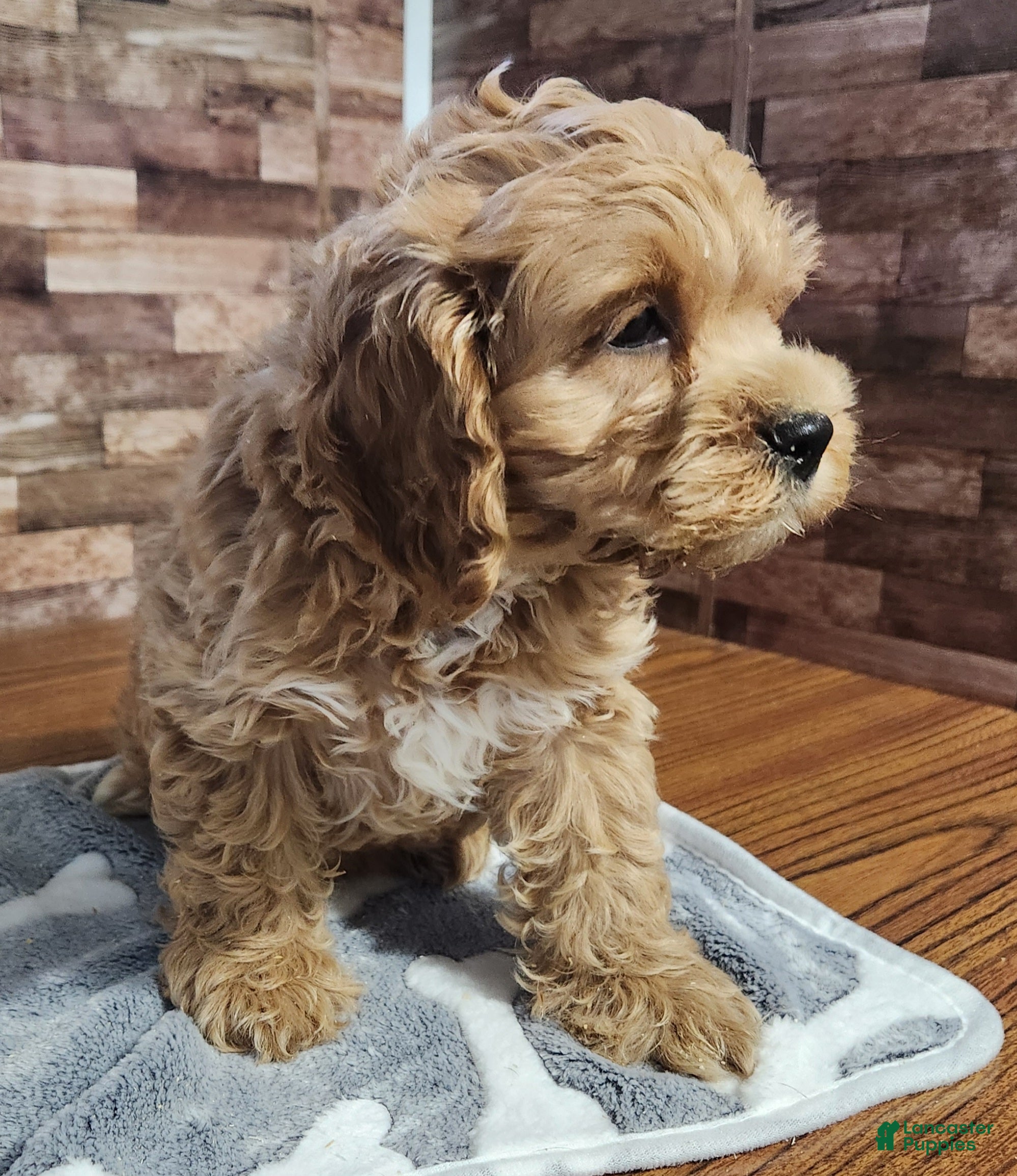 Black and white Cockapoo Puppies for sale Lancaster Puppies