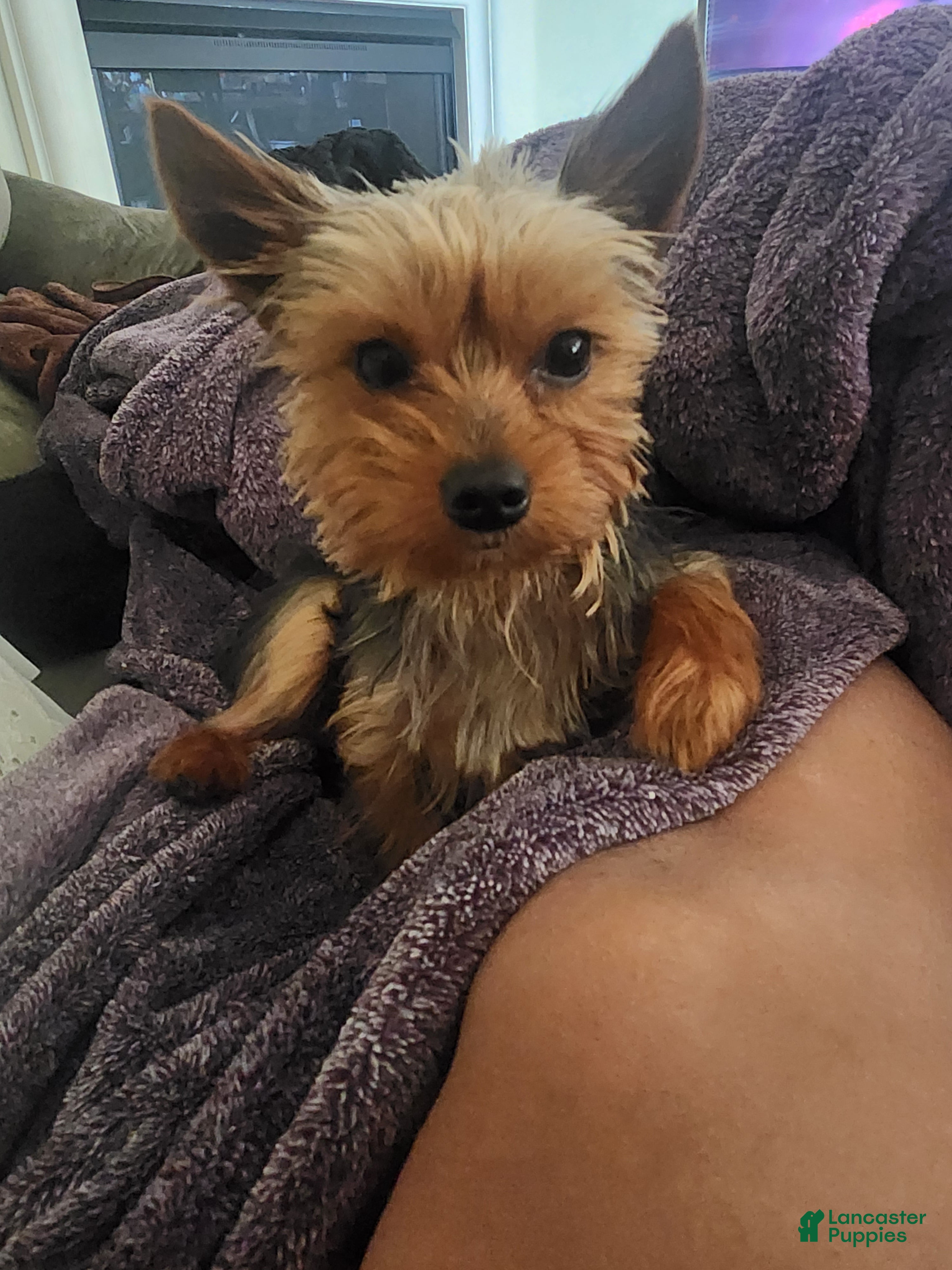 Baxter