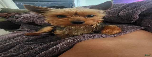 Baxter