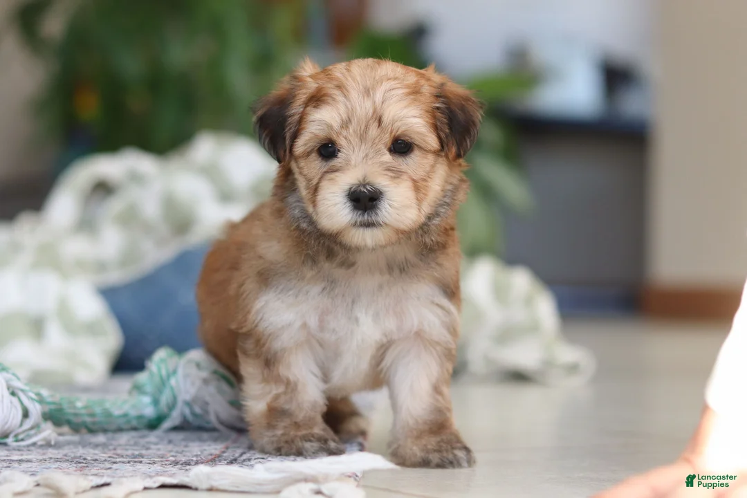 Morkie dogs for sale: Sarah - Ad 3