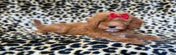 Cavapoo dogs for sale: Sassy - Ad 8