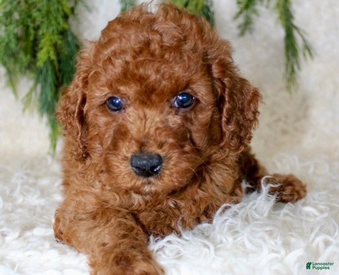 Cavapoo dogs Cavapoo 1 - Ad 17