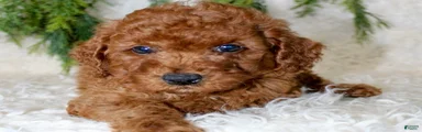 Cavapoo 1