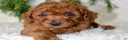 Cavapoo dogs for sale: Cavapoo 1 - Ad 1
