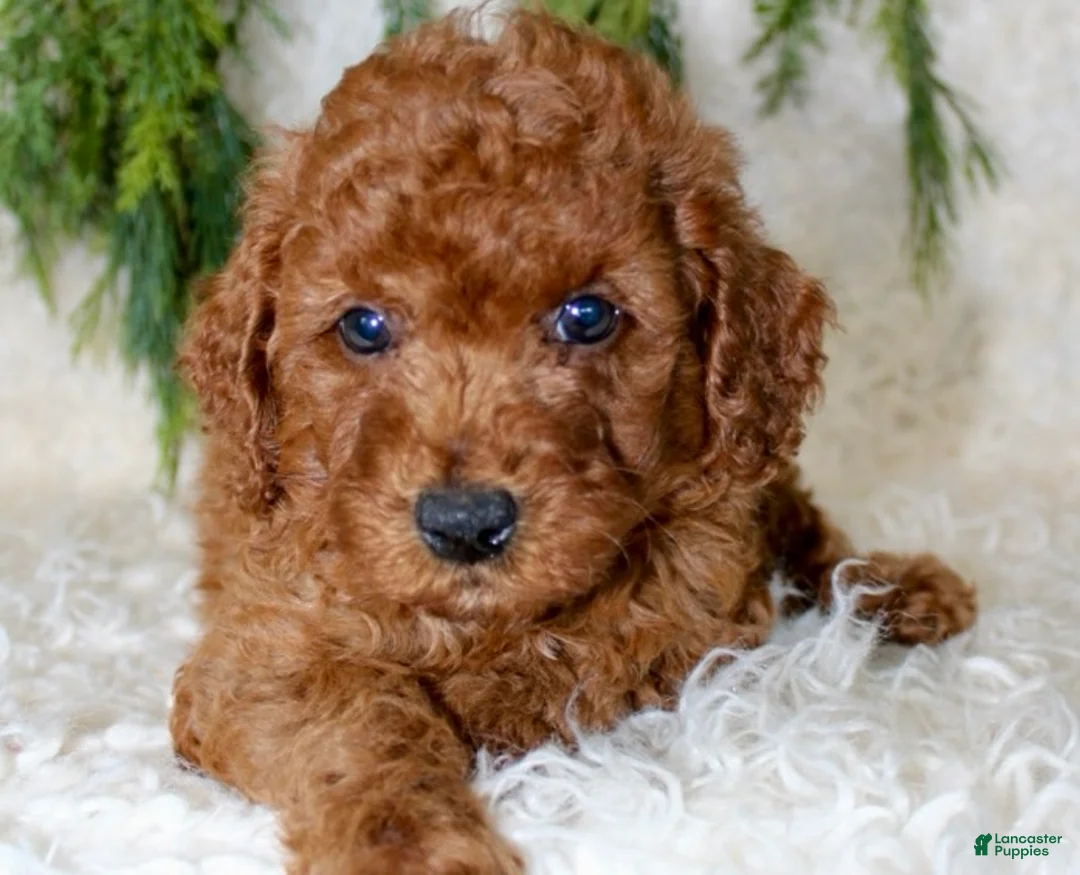Cavapoo dogs for sale: Cavapoo 1 - Ad 1