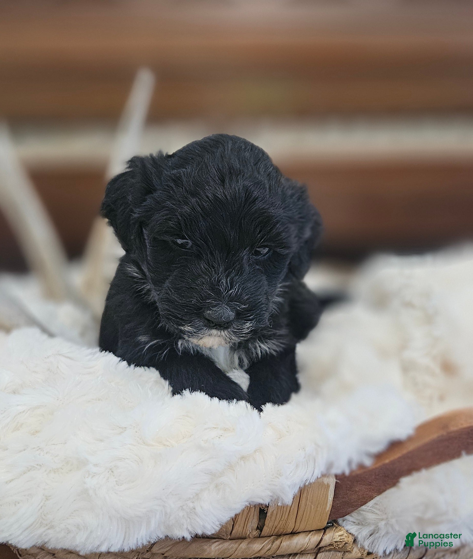 Portuguese Water Dog dogs for sale: Dottie - Ad 1