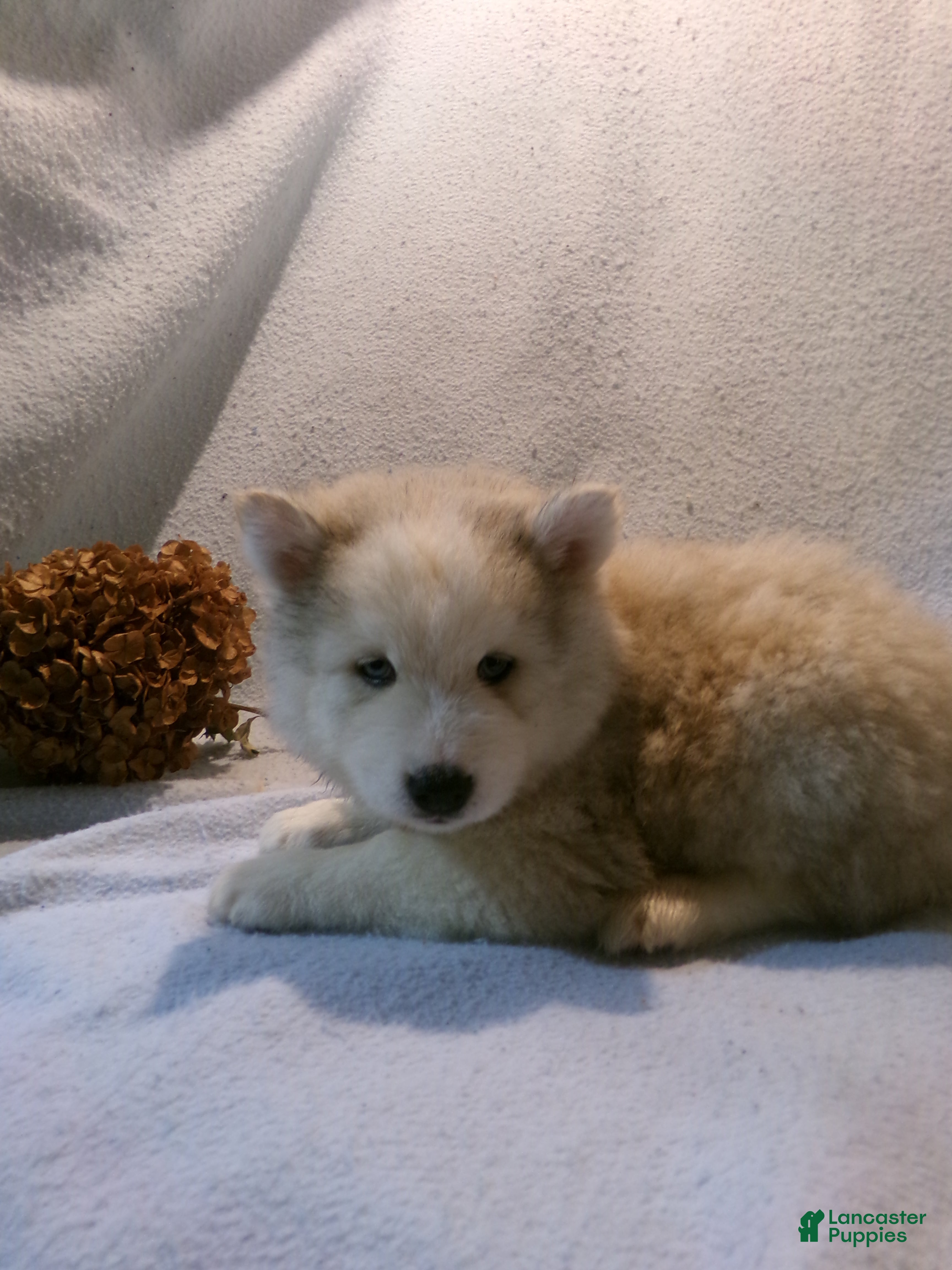 Pomsky dogs Buster - Ad 2