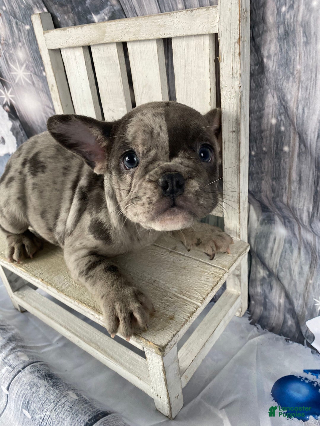 Mixed Breed dogs for sale: Betty - Ad 3