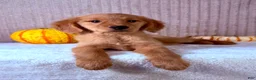 Golden Retriever dogs for sale: Dalila  - Ad 4