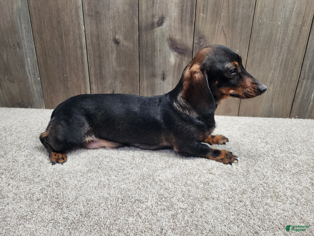 Miniature Dachshund dogs for sale: Miniature Dachshund Puppy 2 - Ad 9