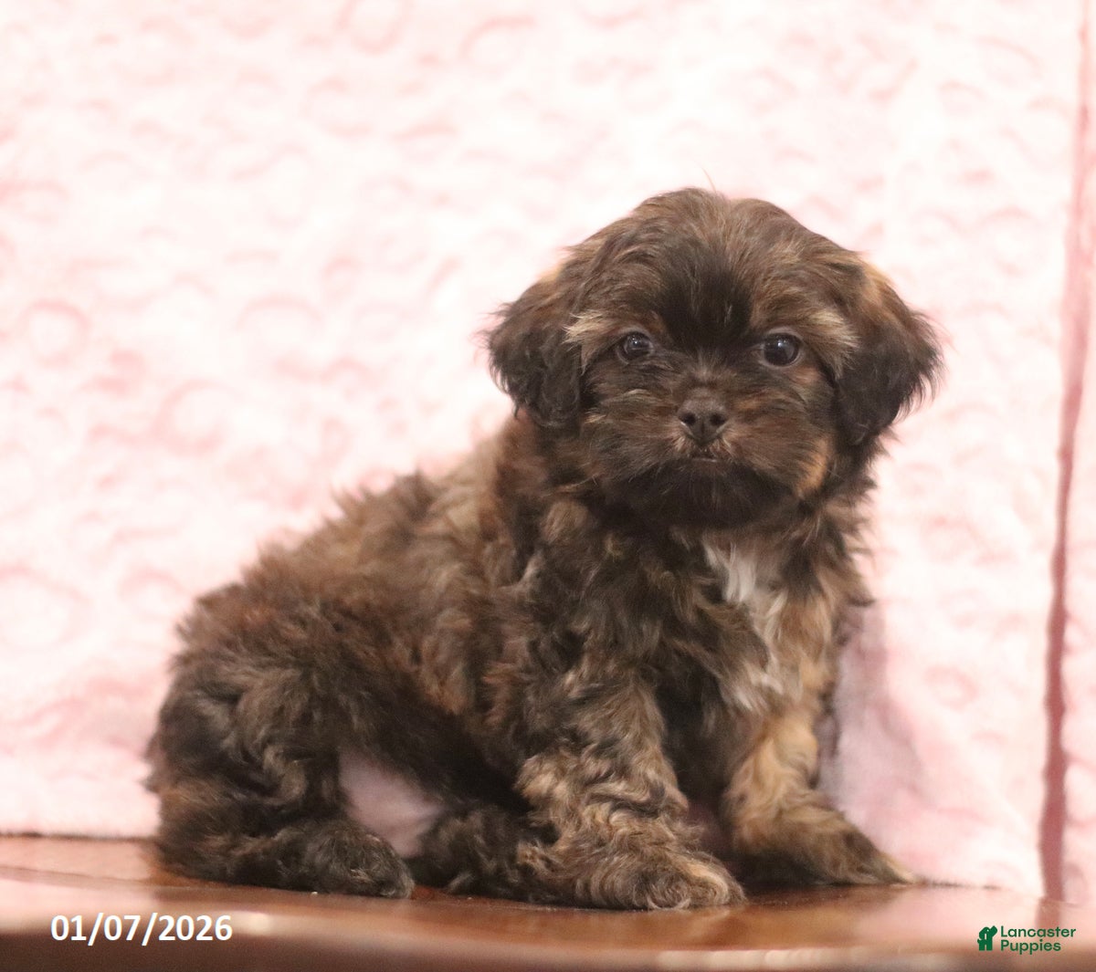 Shih Tzu dogs Elam - Ad 40