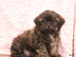 Shih Tzu dogs Elam - Ad 40