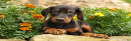 Doberman Pinscher dogs for sale: DIESEL - Ad 10