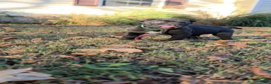 Cane Corso 1