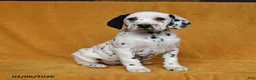 Dalmatian dogs for sale: Carla - Ad 3