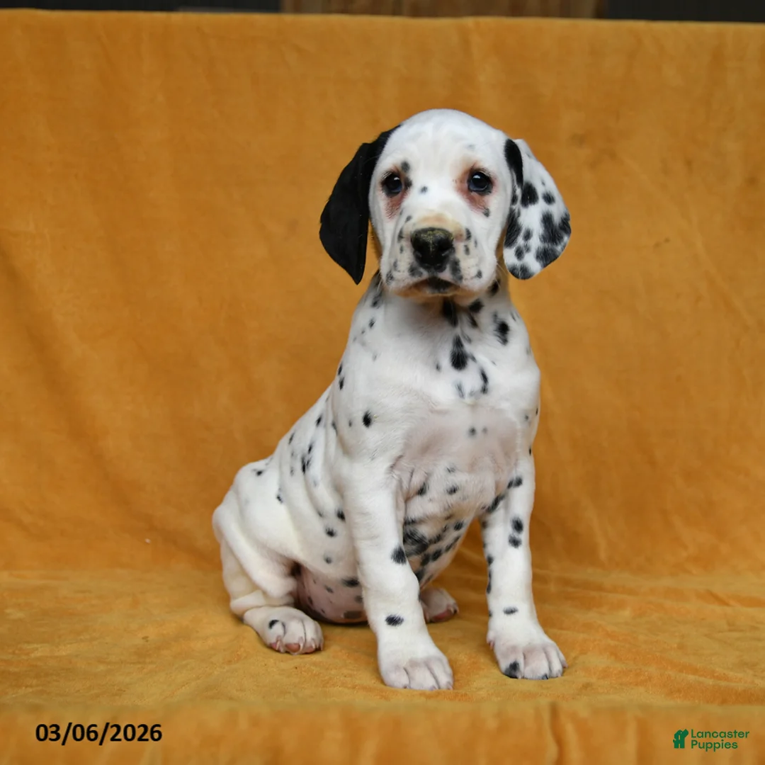 Dalmatian dogs for sale: Carla - Ad 3