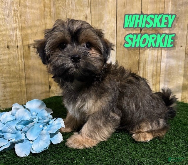 Shorkie dogs Whiskey - Ad 1