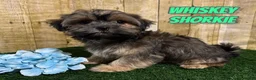 Shorkie dogs for sale: Whiskey - Ad 1