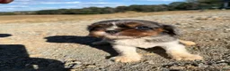 Cavalier King Charles Spaniel dogs for sale: Cooper - Ad 10