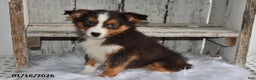 Australian Shepherd dogs for sale: Sky - Ad 2