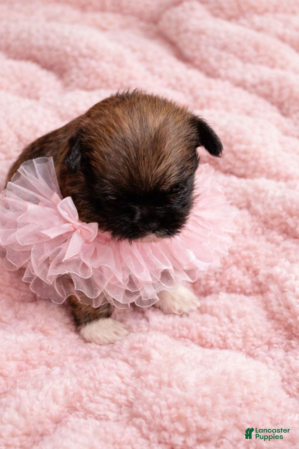 Shihpoo dogs Shihpoo Puppy 4 - Ad 1