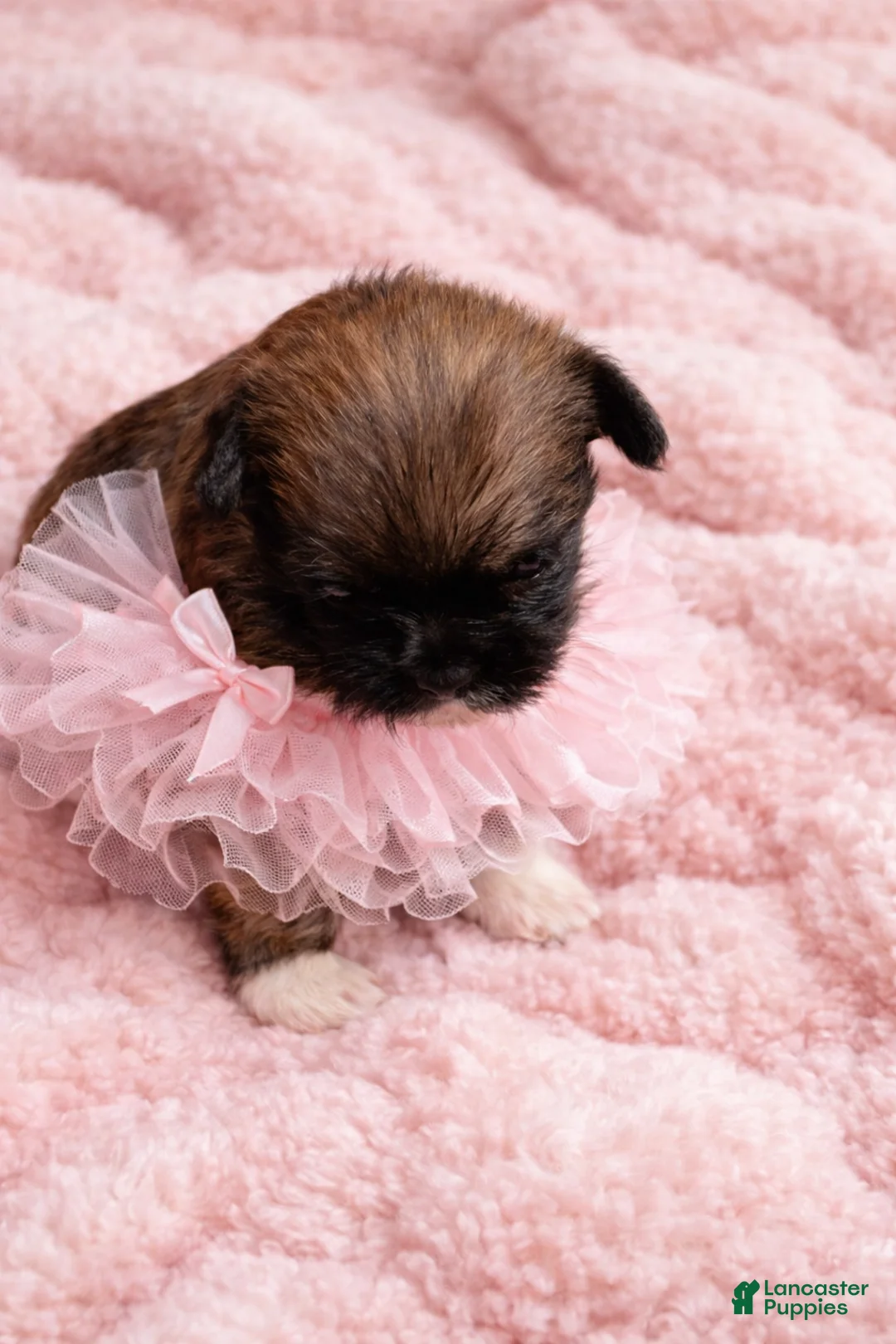 Shihpoo dogs for sale: Shihpoo Puppy 4 - Ad 1