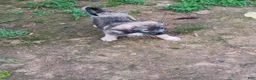 Mixed Breed dogs for sale: MARBLE GIRL - Ad 2