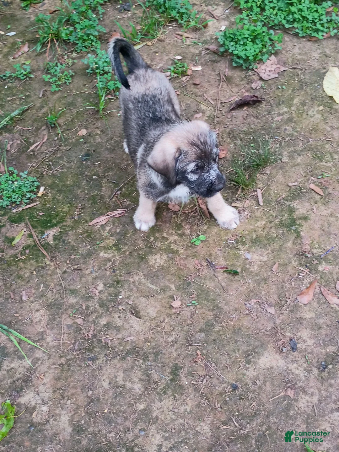 Mixed Breed dogs for sale: MARBLE GIRL - Ad 2