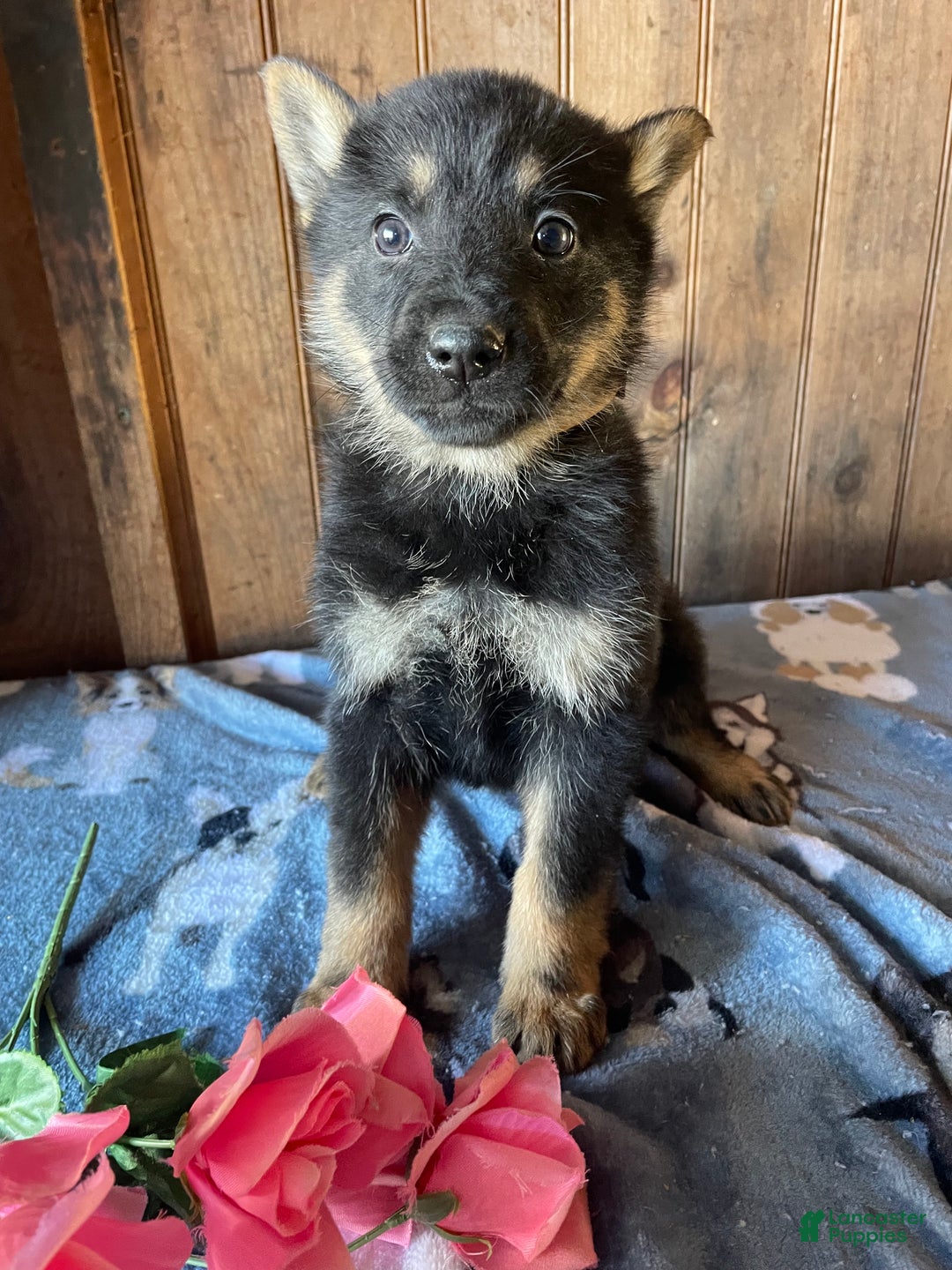German Shepherd dogs for sale: Gloria - Ad 4