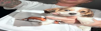 Miniature Dachshund Puppy 2