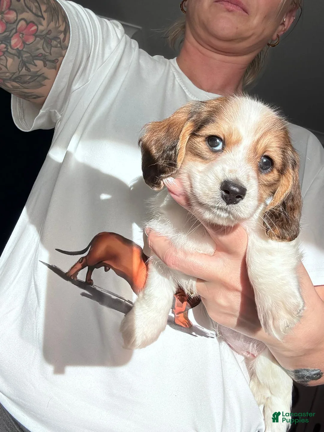 Miniature Dachshund dogs for sale: Miniature Dachshund Puppy 2 - Ad 1