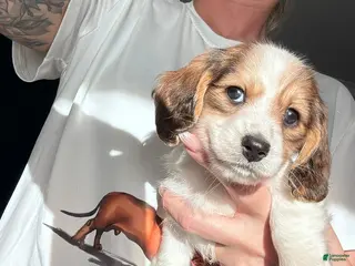 Miniature Dachshund dogs Miniature Dachshund Puppy 2 - Ad 27