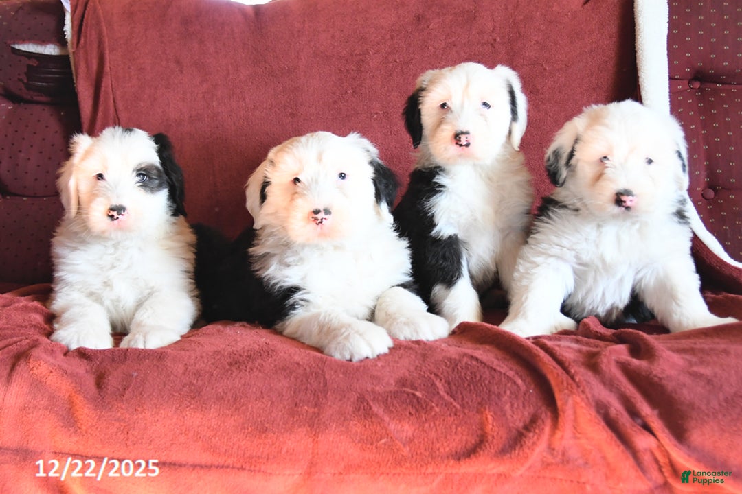 Old English Sheepdog dogs for sale: Micky - Ad 3