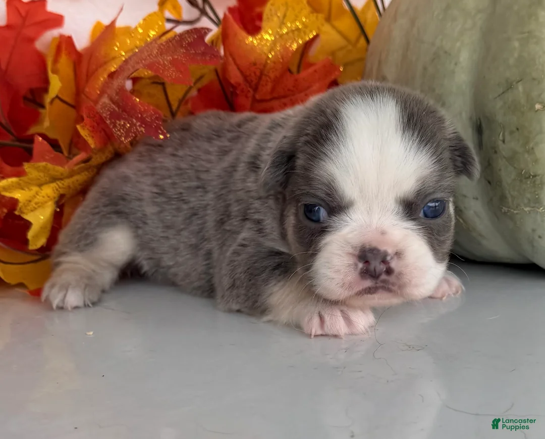 French Bulldog dogs for sale: Maggie Female AKC Fluffy French Bulldog - Ad 2
