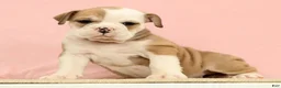 English Bulldog dogs for sale: Jenny - Ad 5