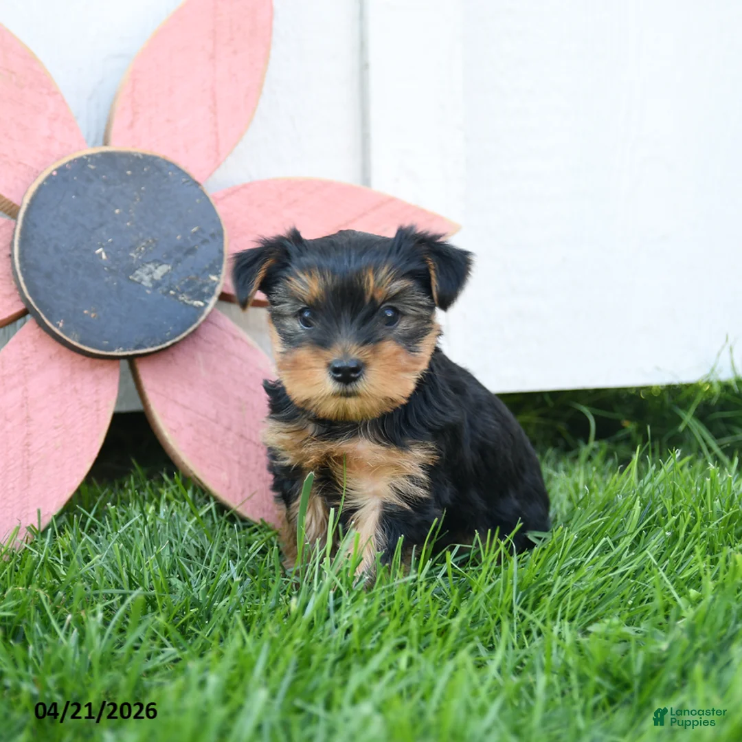 Yorkshire Terrier dogs for sale: Colton - Ad 2
