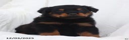 Rottweiler dogs for sale: Bruiser - Ad 2