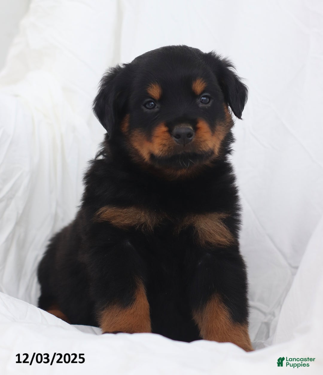 Rottweiler dogs for sale: Bruiser - Ad 2