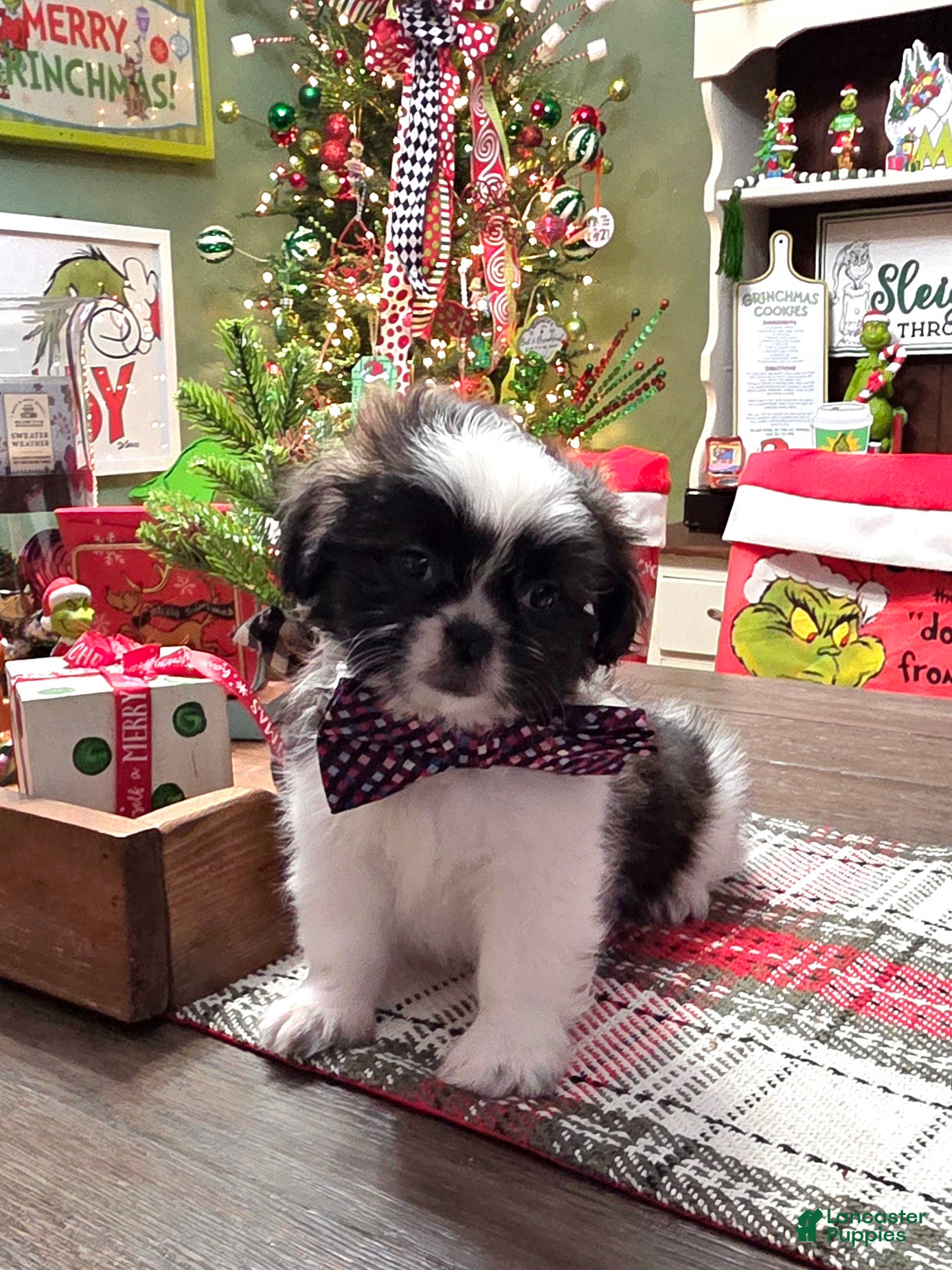 Shih Tzu dogs REDUCED****CRUMPET  - Ad 19