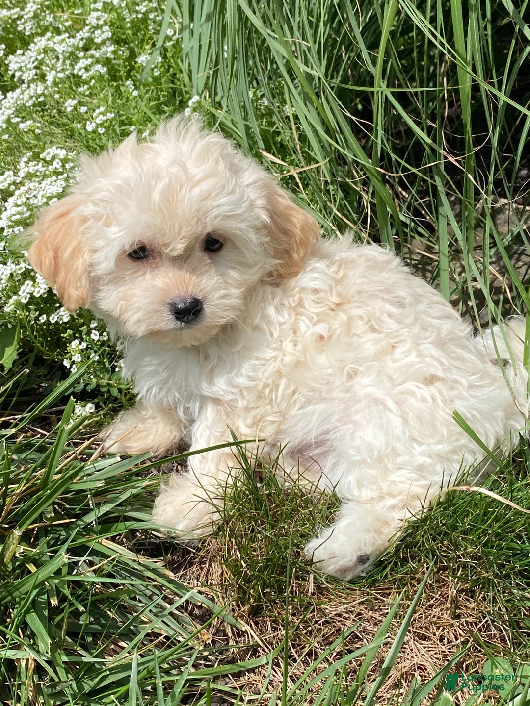 Havanese dogs for sale: Hope  - Ad 5