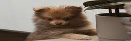 Pomeranian dogs for sale: Lucky - Ad 2