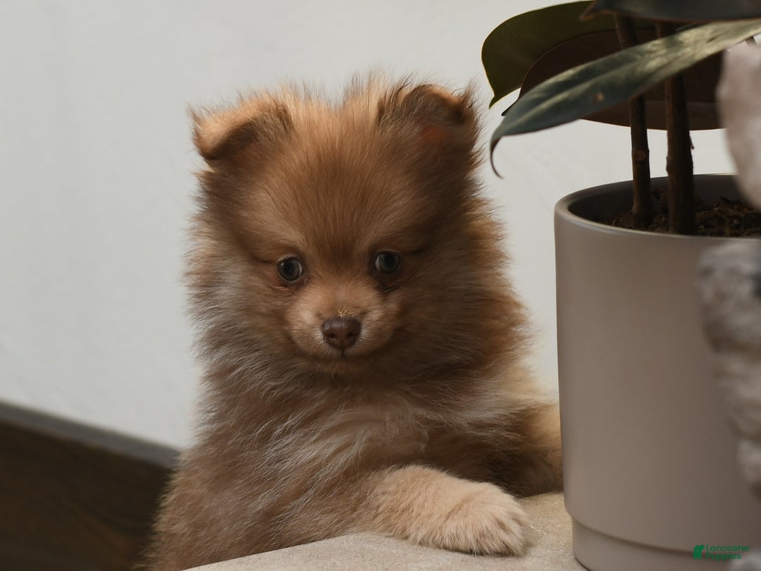Pomeranian dogs for sale: Lucky - Ad 2