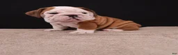 English Bulldog dogs for sale: Bruno - Ad 21